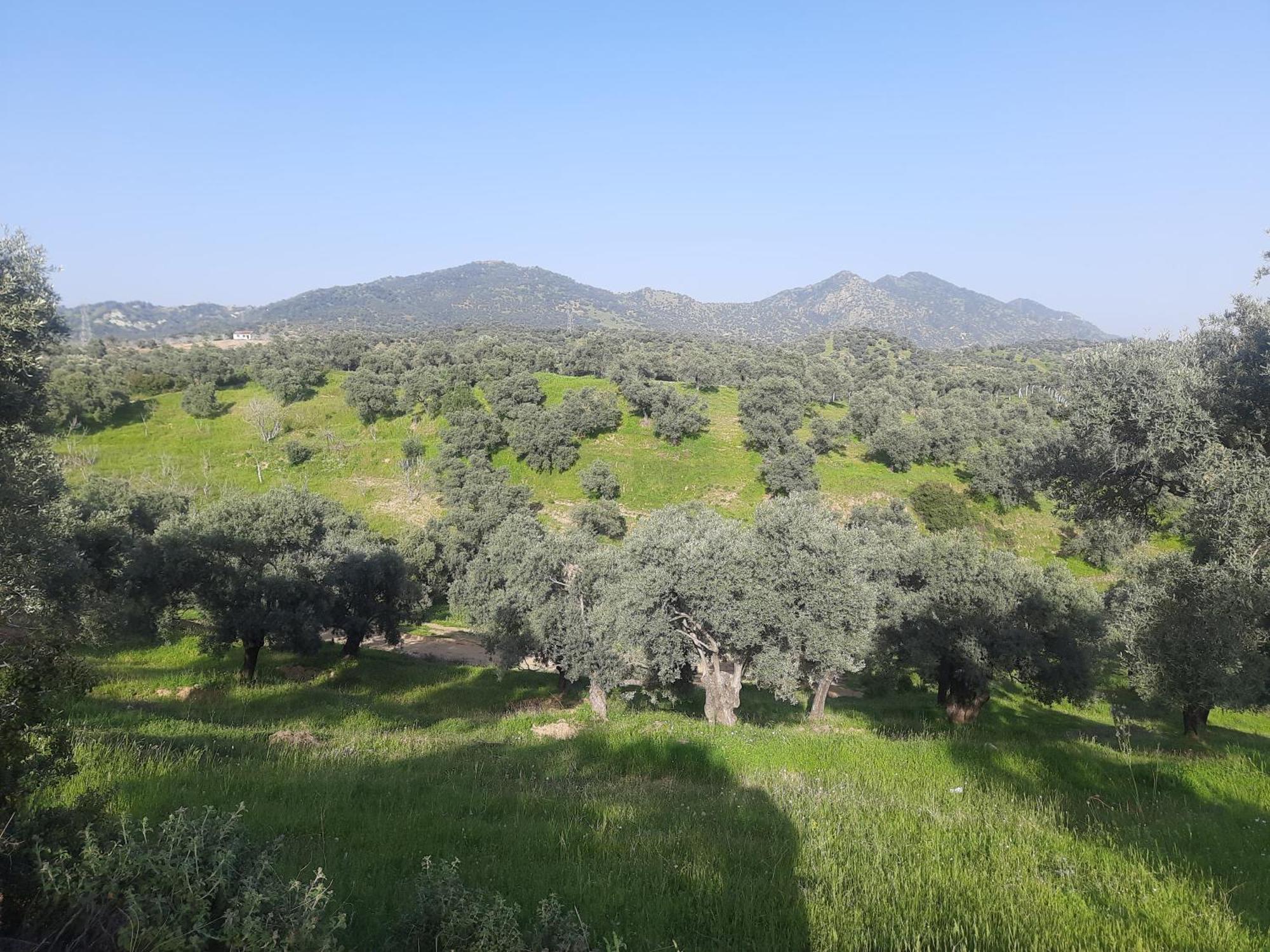 Ionia Guest House Aydin Exterior foto
